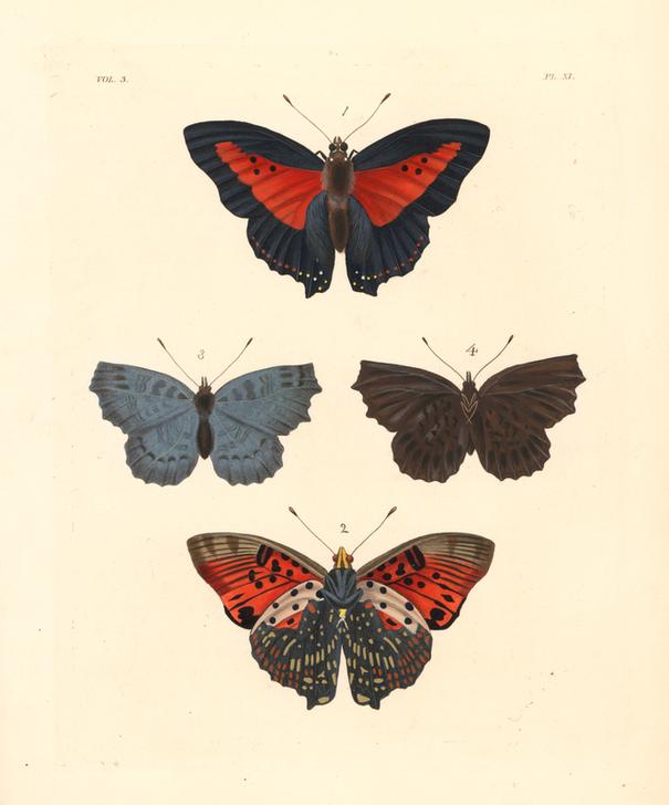 Shining red charaxes from 