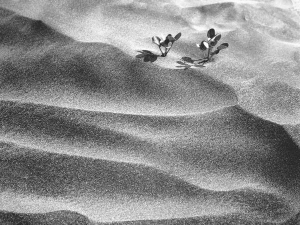Shows desert plants (b/w photo)  from 