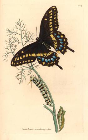 Spicebush swallowtail, Papilio troilus. 