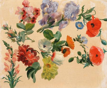 Studies of Summer Flowers