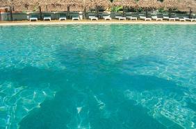 Shadow of coconut tree floating in swimming pool (photo) 