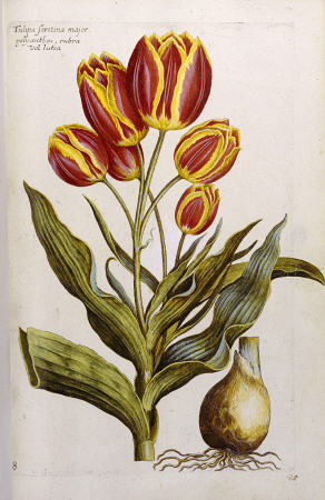 Tulips from 