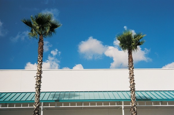 Two straight palms and intersecting roof of shopping complex (photo)  from 