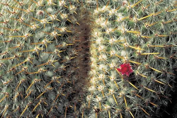 Very unusual cactus formation with red flowers (photo)  from 