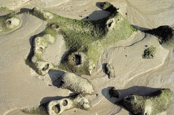 Weird rocks with holes partly covered with algae, Porbandar (photo)  from 