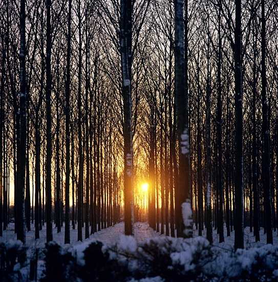 Winter sunset through the trees, North Benfleet, Essex from 