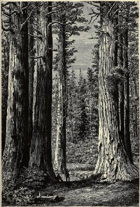 Yosemite National Park, Redwood trees