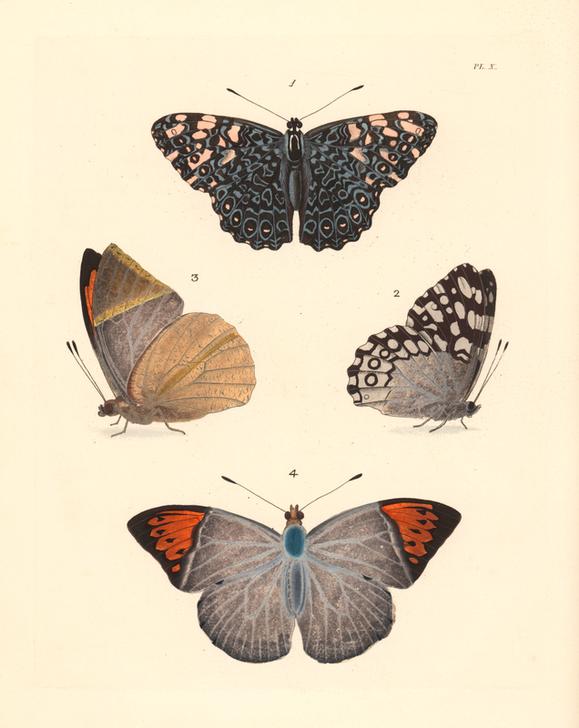 Zoology / Insects / Butterfly. from 