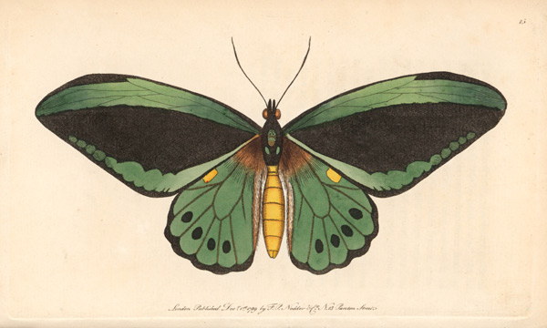 Schmetterlinge. from Nodder Frederick P.