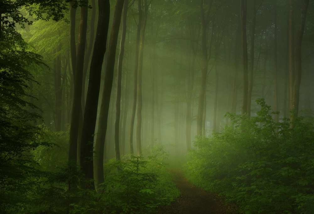 forest morning from Norbert Maier