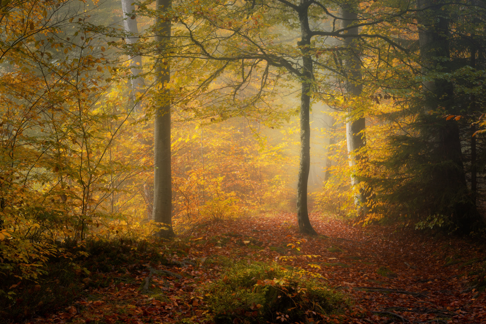 Autumn Trees from Norbert Maier