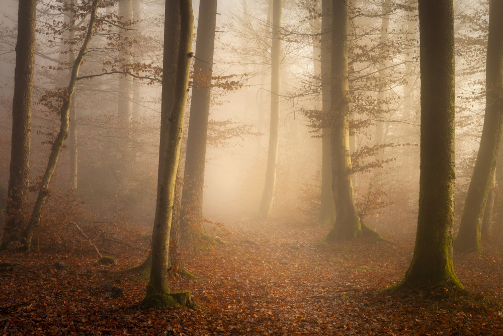 November Forest from Norbert Maier