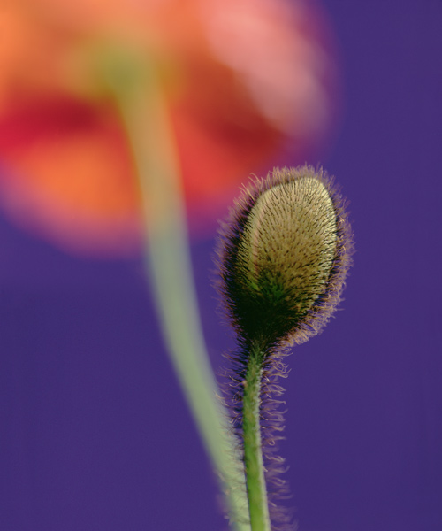 Poppy bud, 1996 (colour photo)  from Norman  Hollands