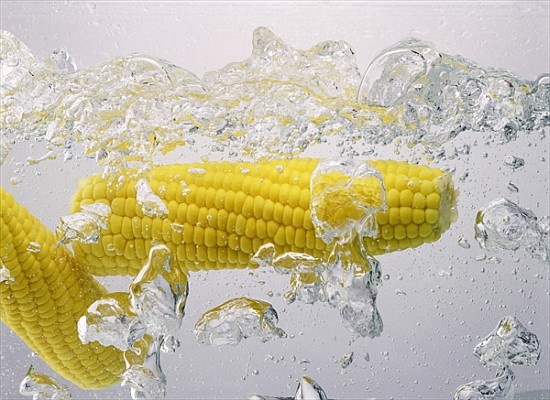 Boiling sweetcorn, 2003 (colour photo)  from Norman  Hollands