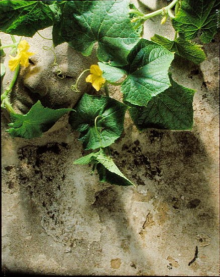 Mask & squash leaves, 1994 (colour photo)  from Norman  Hollands