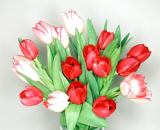 Red & white tulips, 1999 (colour photo)  from Norman  Hollands