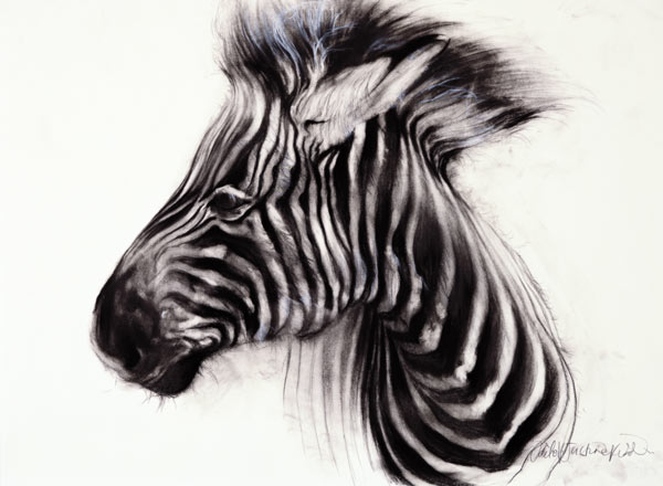 Baby Zebra, 2000 (charcoal on paper)  from Odile  Kidd