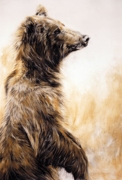 Grizzly Bear 2, 2002 (carbon pencil, charcoal & chalk)  from Odile  Kidd