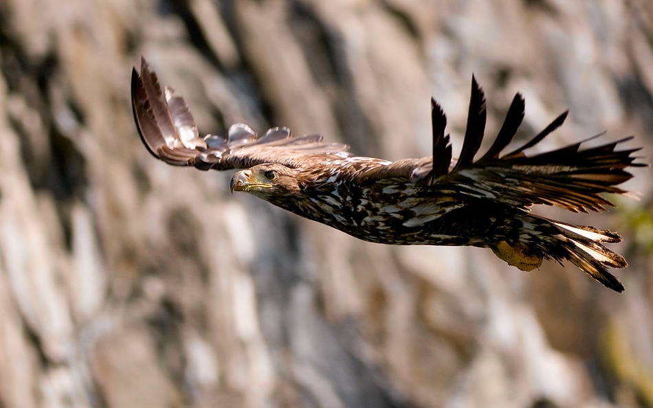 White-tailed eagle from Olof Petterson