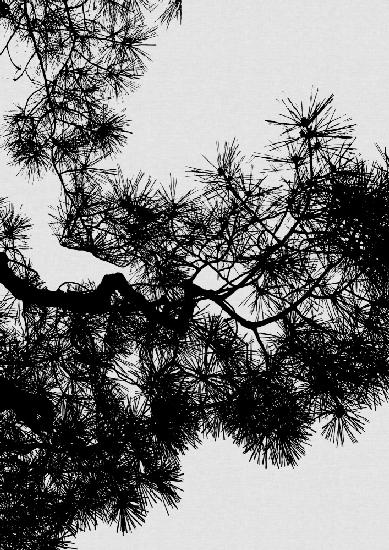 Pine Tree Black & White