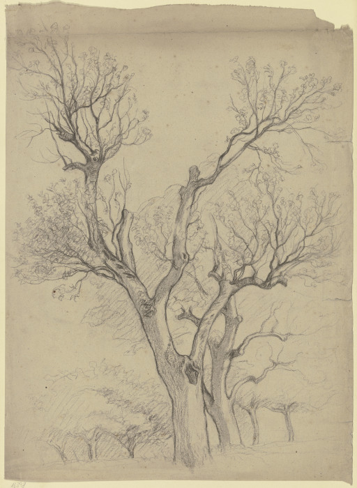 Leafless pair of trees from Otto Scholderer