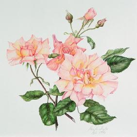 Rosa Centifolia - Pierre Joseph Redouté as art print or hand painted oil.