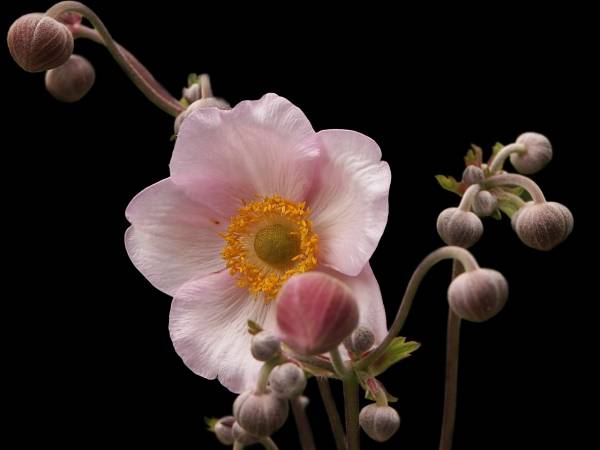 Anemone japonica from 