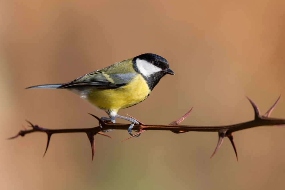 Great Tit from Paolo Bolla