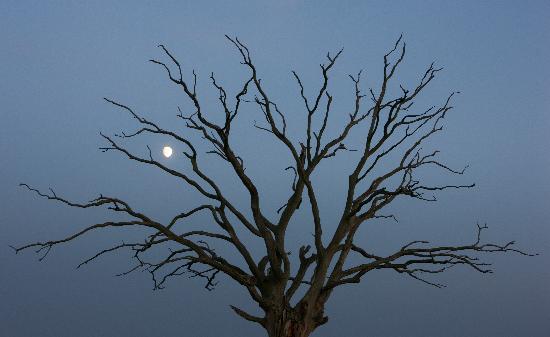Alter Baum mit Mond from Patrick Pleul