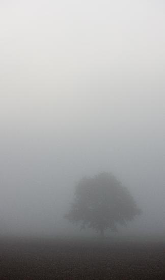 Baum im Nebel from Patrick Pleul