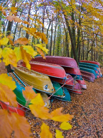 Ruderboote im Herbstwald am Stechlinsee from Patrick Pleul