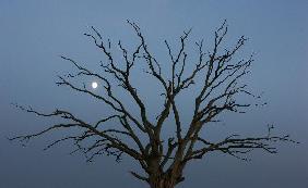 Alter Baum mit Mond