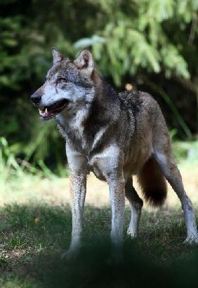 Wolf im Wildpark Schorfheide