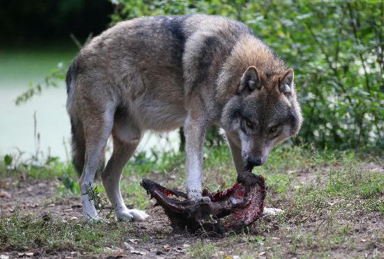Wolf im Wildpark Schorfheide from Patrick Pleul