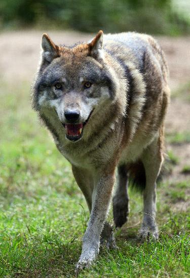 Wolf im Wildpark Schorfheide from Patrick Pleul