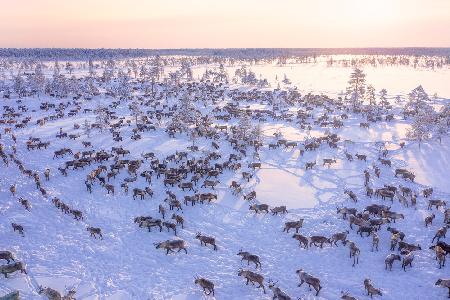 North of Russia - Wilde Reindeers