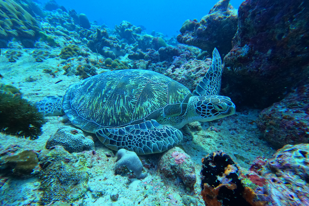 Deep sea turtle from PETER BALANTIC