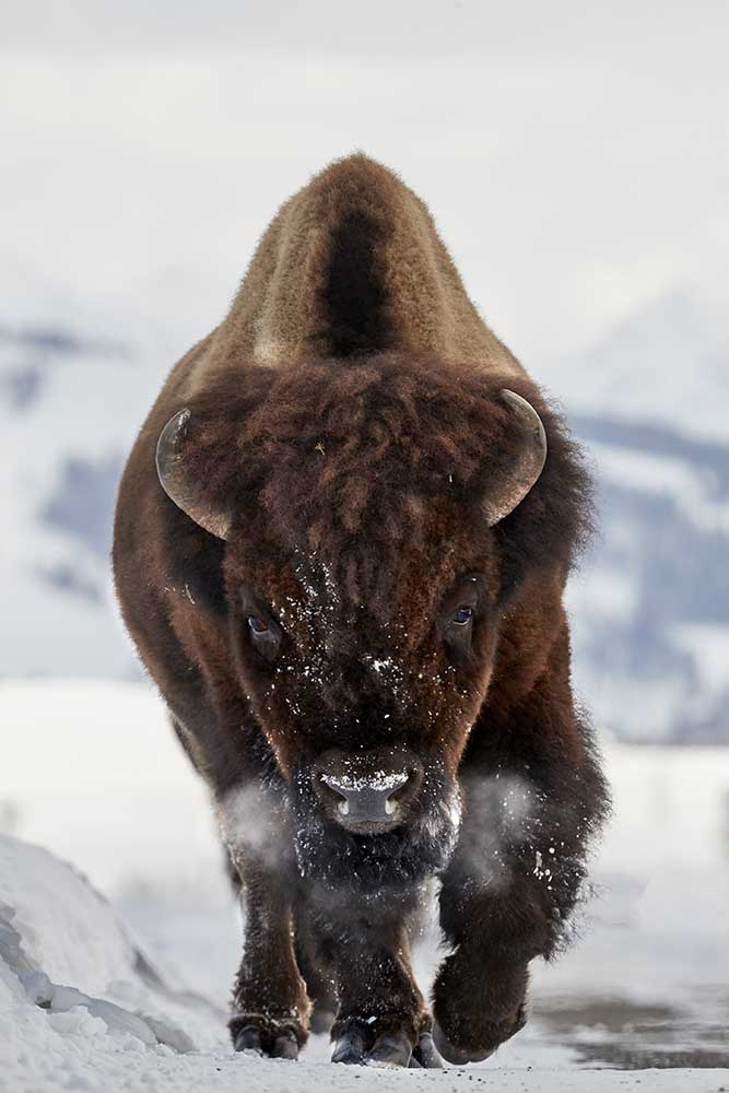 Bison Incoming from Peter Hudson