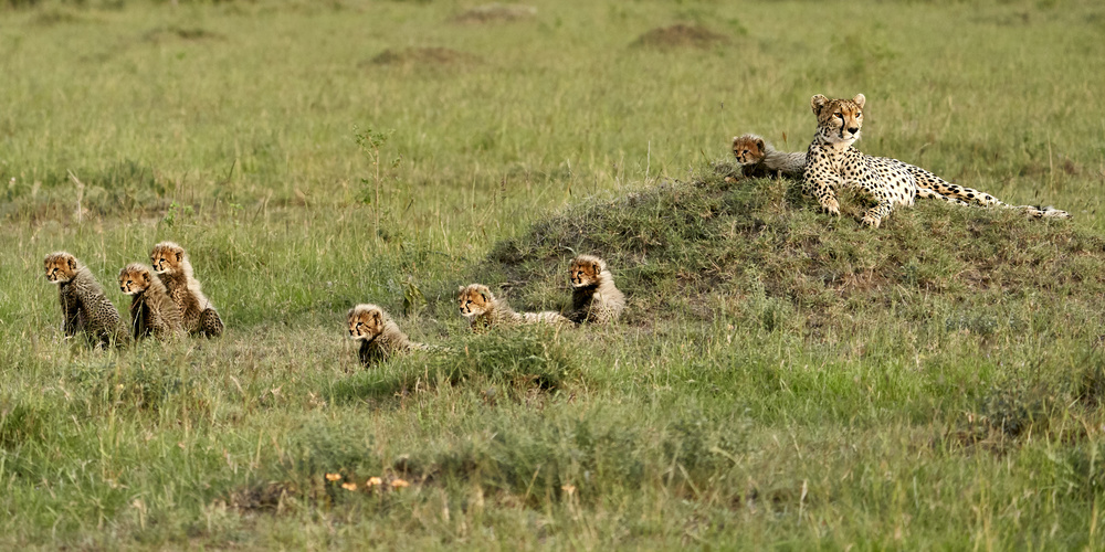 Cheetah with 7 cubs! from Peter Hudson