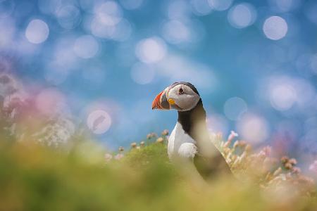 Atlantic Puffin