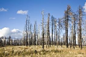 Nach Waldbrand Kaibab National Forest