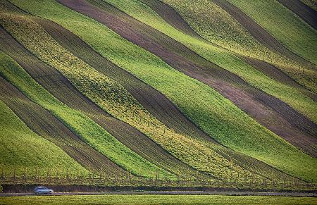 Stripes in the fields
