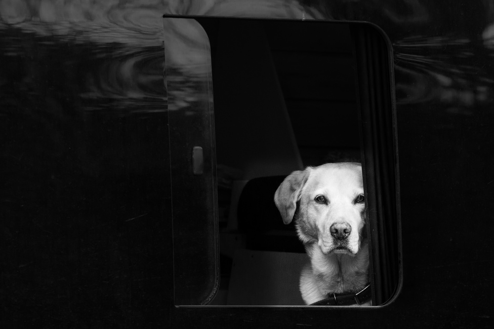 white dog in black van from Petra Dvorak