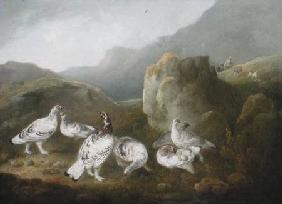 Ptarmigan in a Mountainous Landscape with Sportsmen and Dogs Beyond