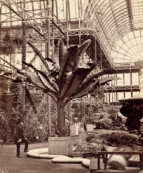 Tropical Plants in the Egyptian Room, Crystal Palace, Sydenham, 1854 (b/w photo)  from Philip Henry Delamotte