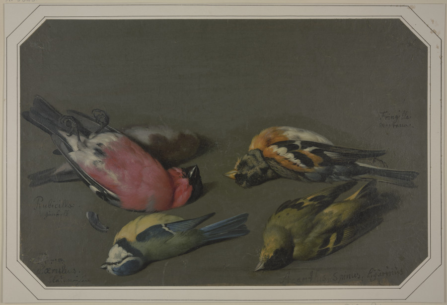 Five dead birds from Philipp Ferdinand de Hamilton