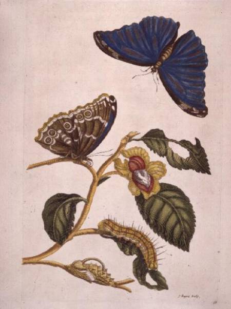 Butterflies and Caterpillars from P.Huytec