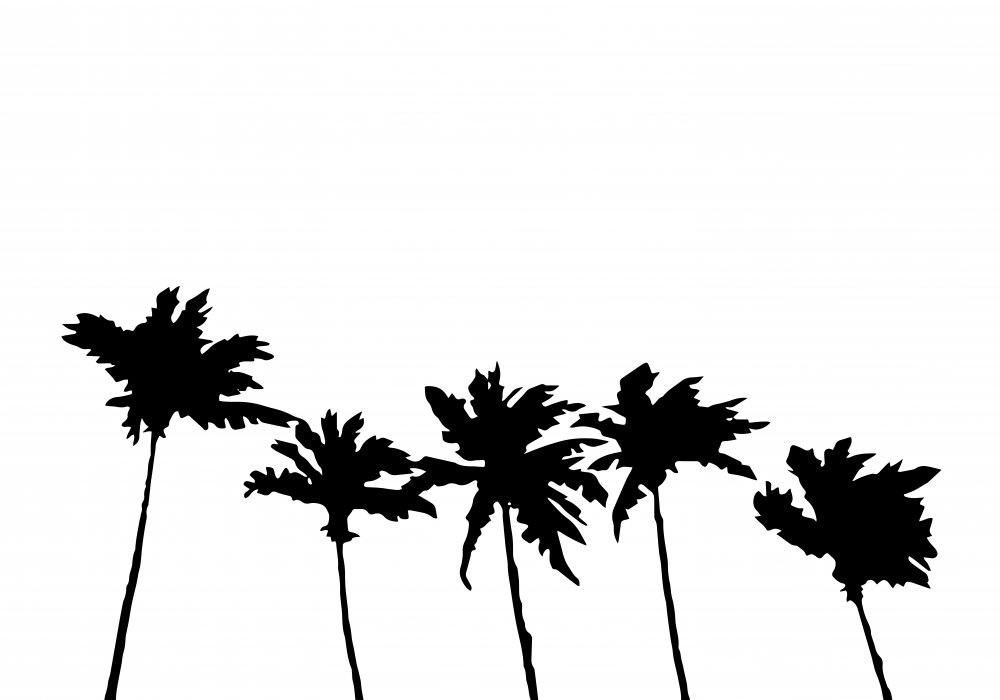 Palms White from Pictufy Studio II