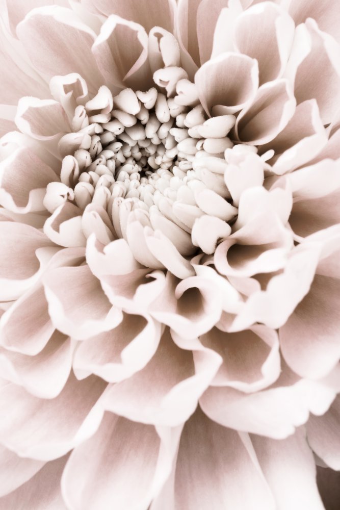 Chrysanthemum No 01 from Pictufy Studio III