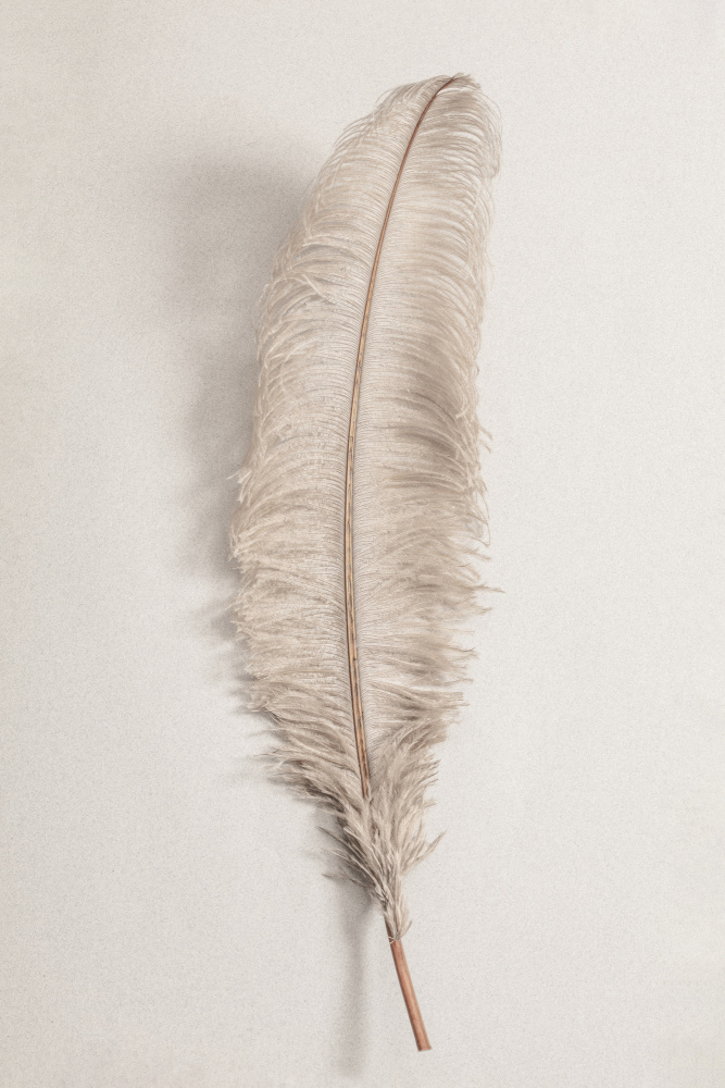 Feather_002 from Pictufy Studio III